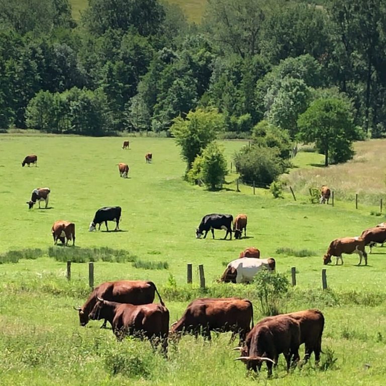 veel koeien